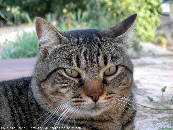 Photo de Chat domestique