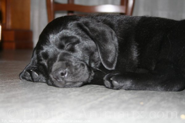 Photo de Labrador retriever