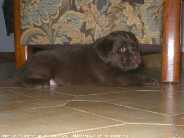 Photo de Labrador retriever