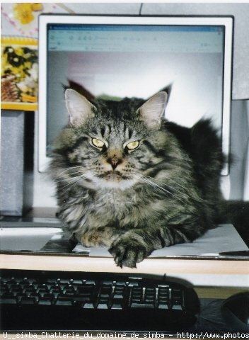 Photo de Maine coon