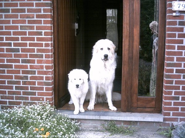 Photo de Chien de montagne des pyrnes