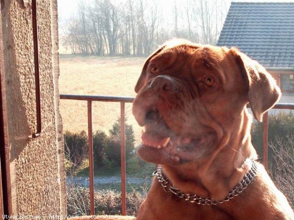 Photo de Dogue de bordeaux