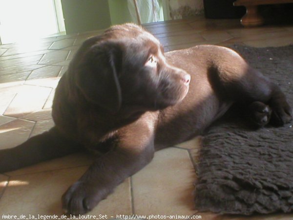 Photo de Labrador retriever