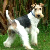 Photo de Fox terrier  poil dur