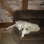 Photo de Berger blanc suisse