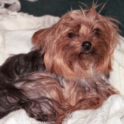 Photo de Yorkshire terrier