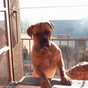 Photo de Dogue de bordeaux