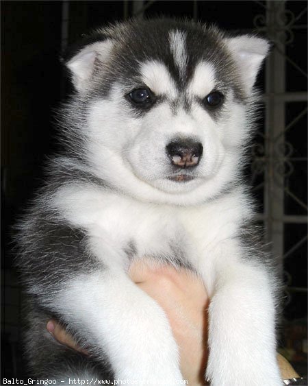 Photo de Husky siberien