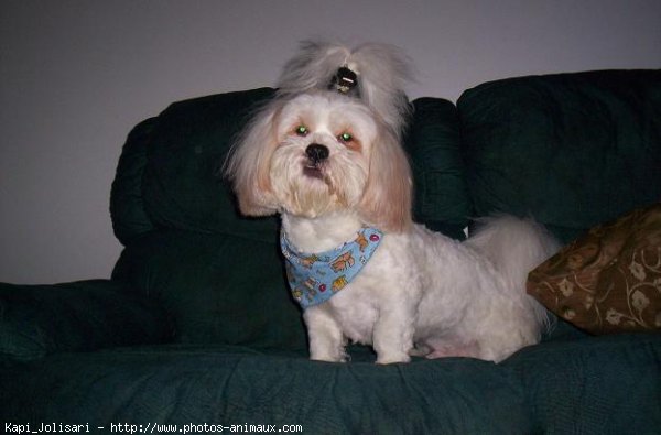 Photo de Lhassa apso