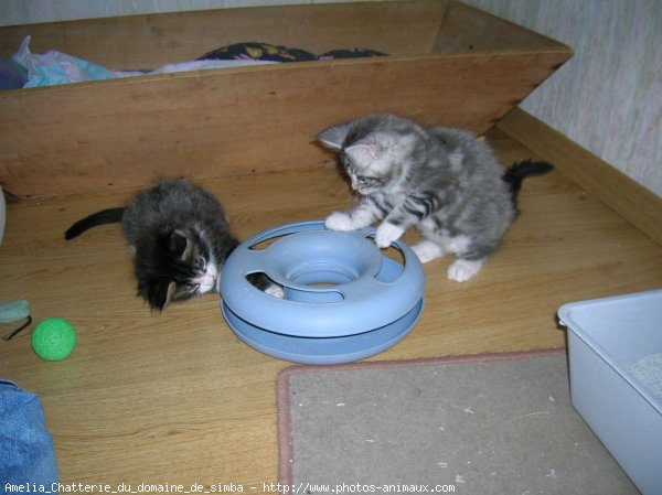 Photo de Maine coon