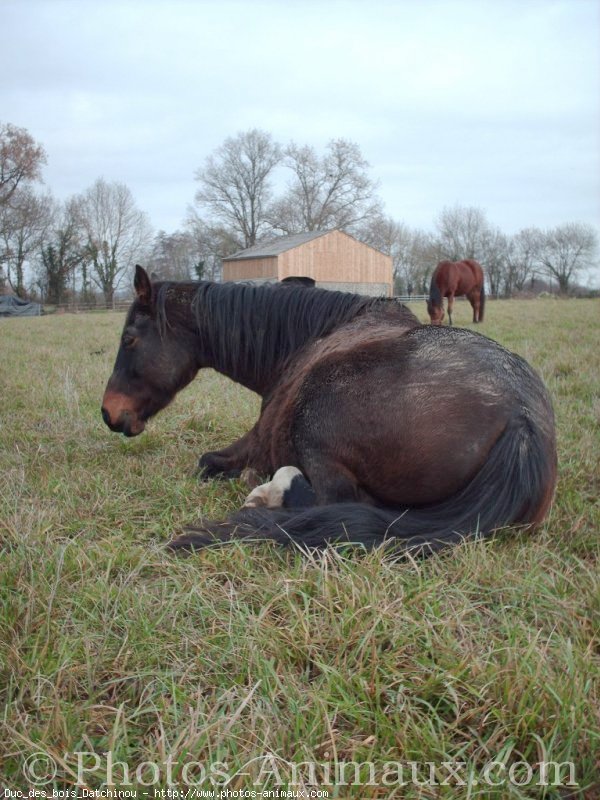 Photo de Trotteur franais