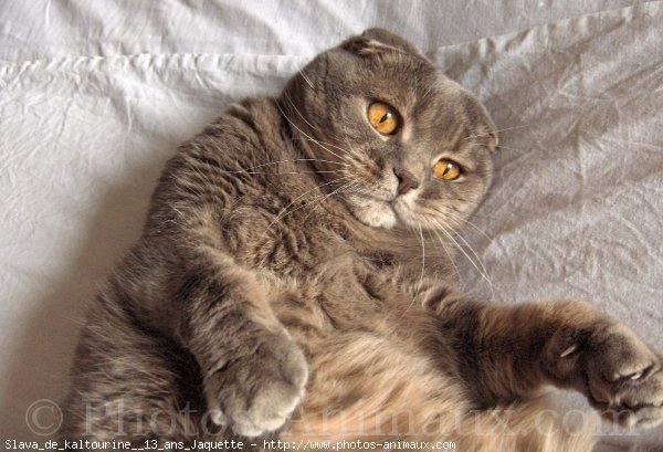 Photo de Scottish fold