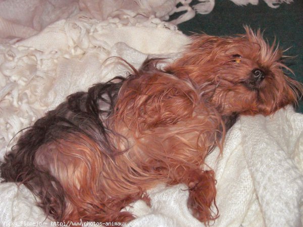 Photo de Yorkshire terrier