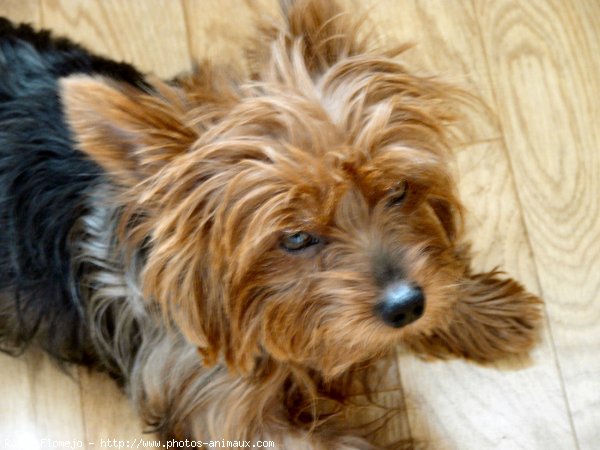 Photo de Yorkshire terrier