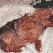 Photo de Yorkshire terrier