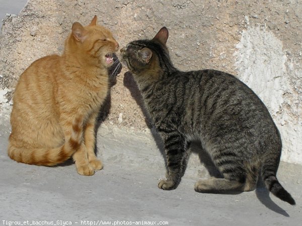 Photo de Chat domestique