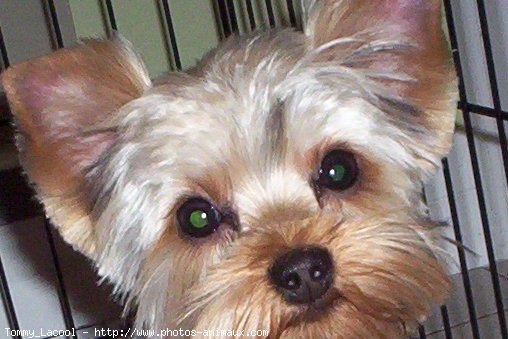 Photo de Yorkshire terrier