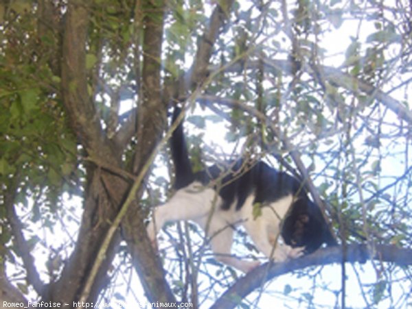 Photo de Chat domestique