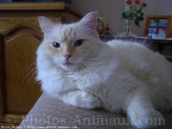 Photo de Ragdoll