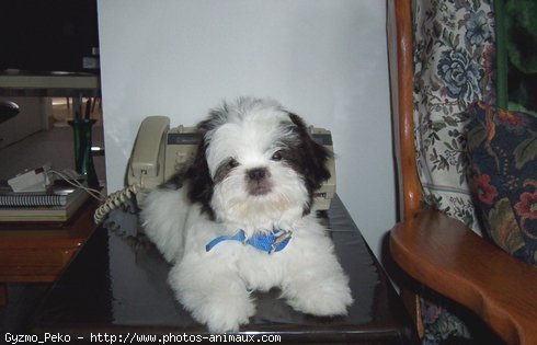 Photo de Shih tzu