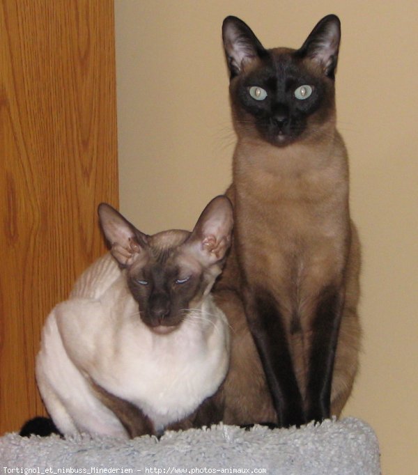 Photo de Cornish rex