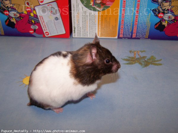 Photo de Hamster