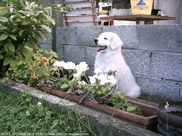 Photo de Chien de montagne des pyrnes