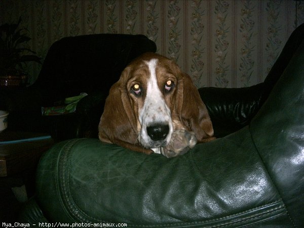 Photo de Basset hound