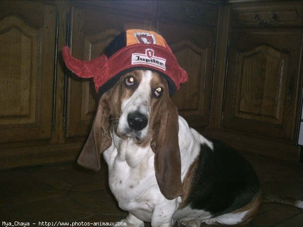 Photo de Basset hound