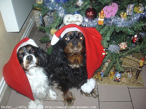 Photo de Cavalier king charles spaniel