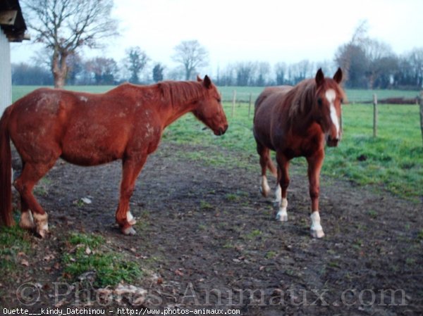 Photo de Trotteur franais