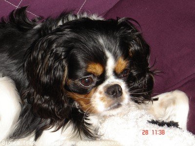 Photo de Cavalier king charles spaniel