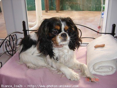 Photo de Cavalier king charles spaniel