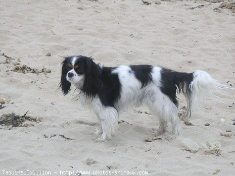 Photo de Cavalier king charles spaniel