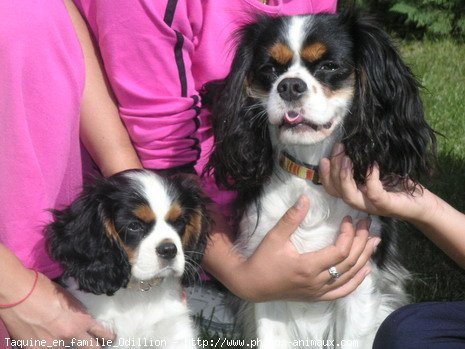 Photo de Cavalier king charles spaniel