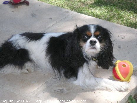 Photo de Cavalier king charles spaniel