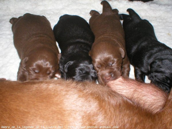 Photo de Labrador retriever