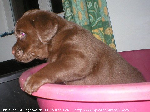 Photo de Labrador retriever