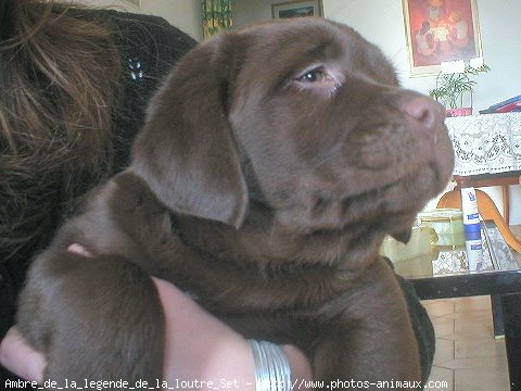 Photo de Labrador retriever