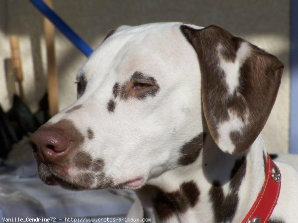 Photo de Dalmatien