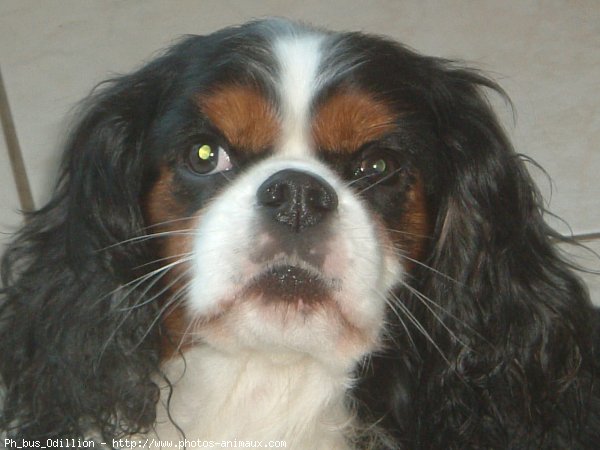 Photo de Cavalier king charles spaniel