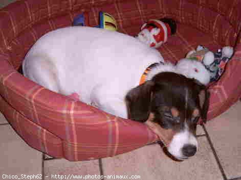 Photo de Jack russell terrier