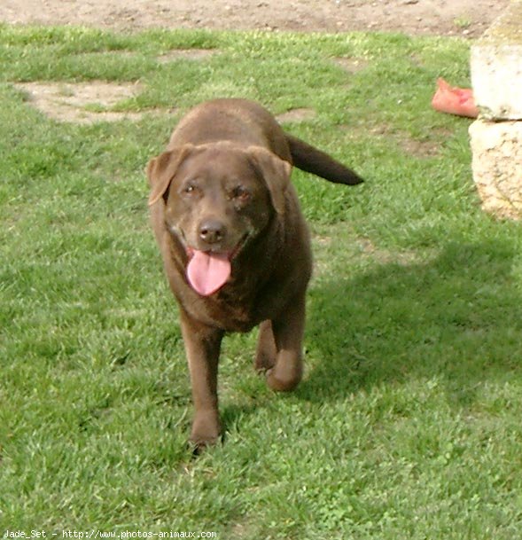 Photo de Labrador retriever