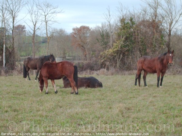 Photo de Races diffrentes