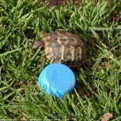 Photo de Tortue