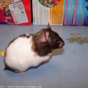 Photo de Hamster