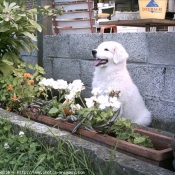 Photo de Chien de montagne des pyrnes