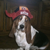 Photo de Basset hound