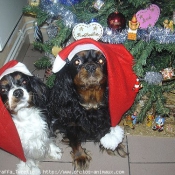 Photo de Cavalier king charles spaniel