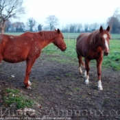 Photo de Trotteur franais